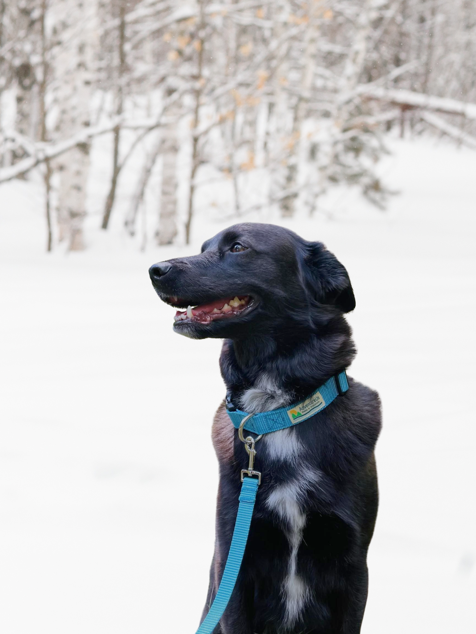 Pet Accessories – AdventureUs