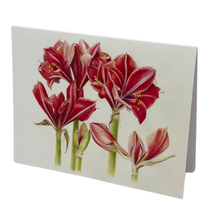 Red Amaryllis Watercolor Card - Patti Corning