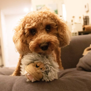Yeti 2-in-1 Fetch Ball Dog Toy