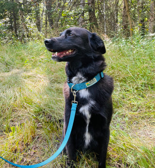 Grab your pup and hit the trail—outdoor adventures together are the ultimate stress-buster and friendship builder. This leash features rugged, heavy-duty webbing and hardware built to withstand every romp and ramble. Proudly crafted right here in Washburn, Wisconsin, it's gear you can trust for all your shared explorations.