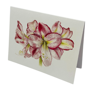 Red + White Amaryllis Watercolor Card - Patti Corning