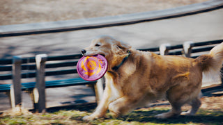 GOAT Sport Flyer Disc Dog Toy - Large